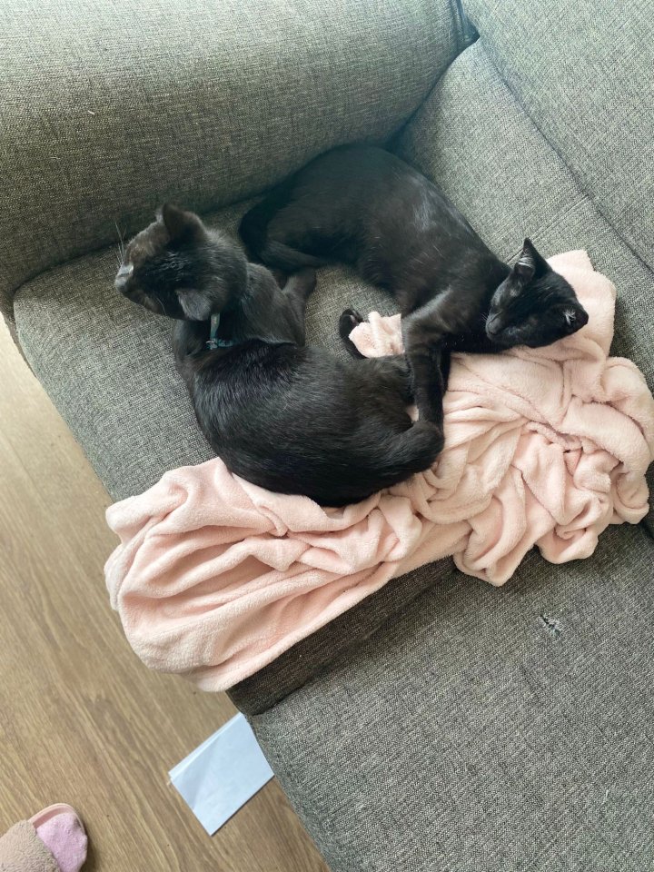 Süßen Kuschel Kater Felix abzugeben - Hauskatzen - Halle Saale