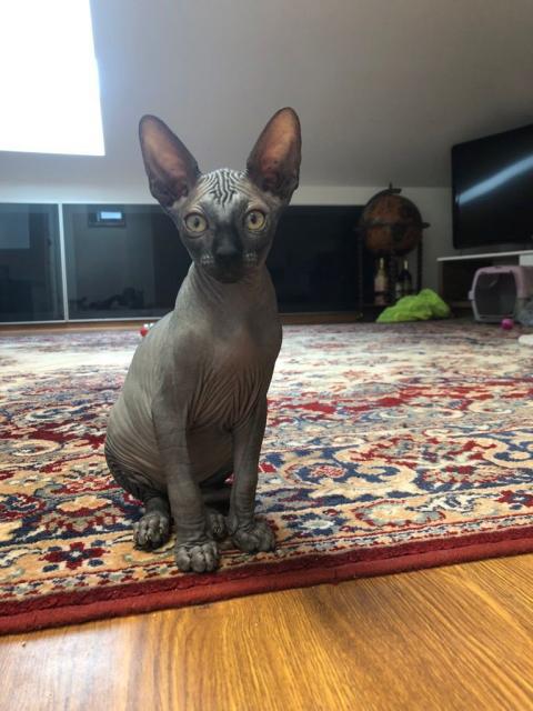 Süße Sphynx Kitten zu verkaufen  - Sphynx - Dissen a.T.W