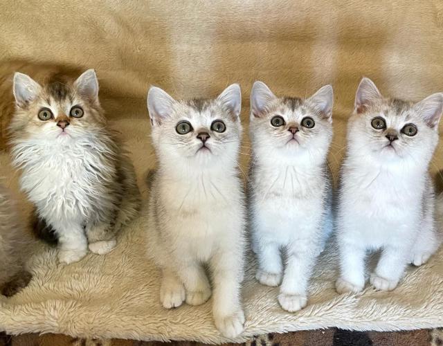 BKH silver shaded Kitten - British Kurzhaar - Elze