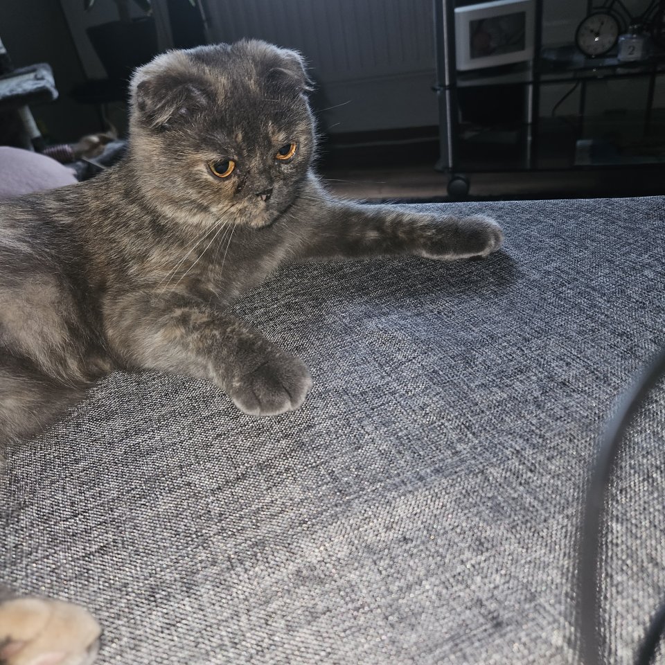 Katzenmädchen zu verkaufen - Hauskatzen - Gotha