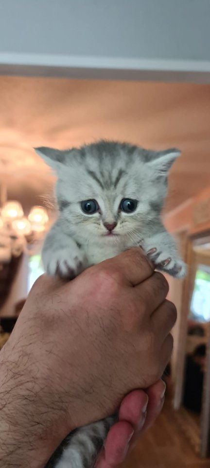 Bkh  kitten / Tabby - British Kurzhaar - Bielefeld