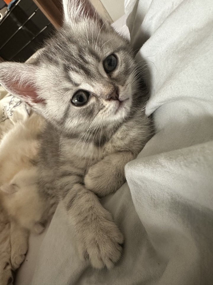 Britisch Kurzhaar Katzen - Hauskatzen - Mannheim
