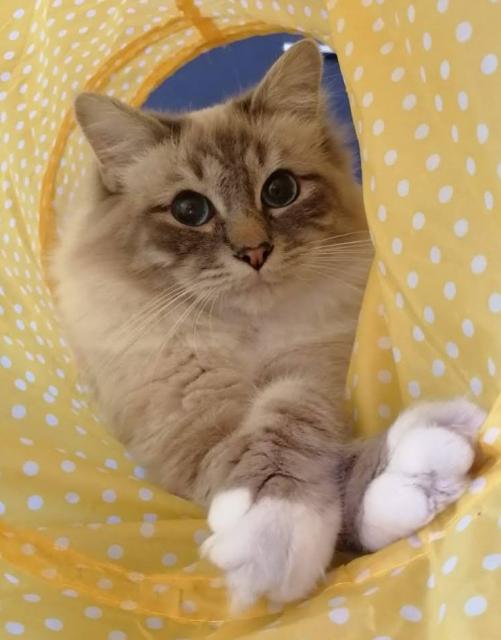 Deckkater Heilige Birma Blue Taby Point - Birma - Neuwied