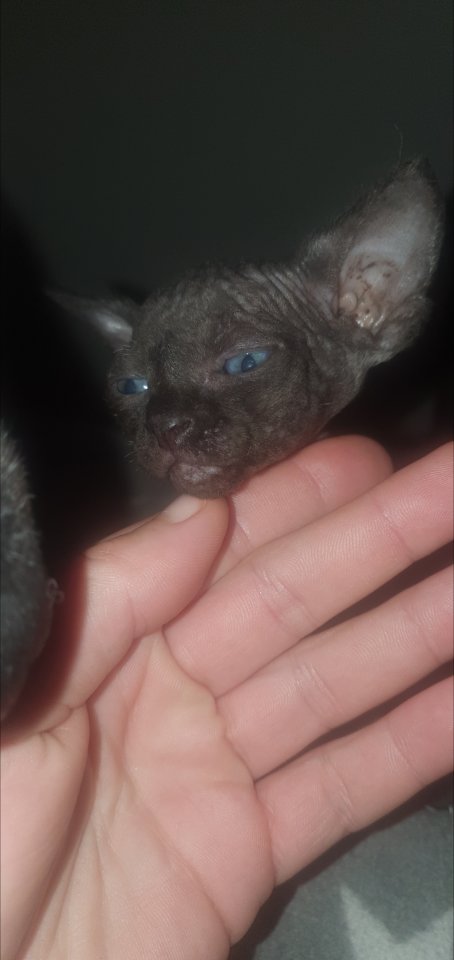 Reinrassige sphinxs mittlerweile 5 Wochen alt dürfen besucht und reserviert werd - Sphynx - Neresheim-Ohmenheim