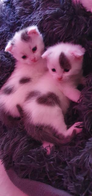Scottish Fold Kitten - Mischling - Mannheim 