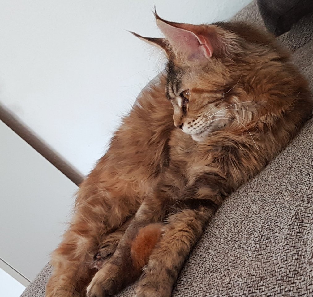 Maine Coon Braun Tortie - Hauskatzen - Karlsruhe