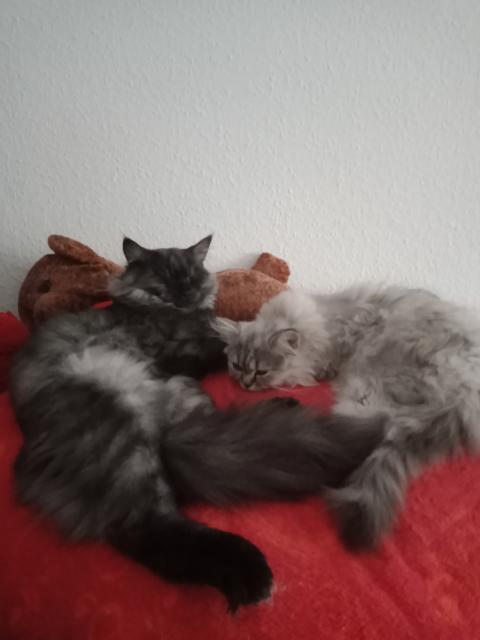 Deckkater MaiCoon Perser Mischling  - Deckkater - Braunschweig