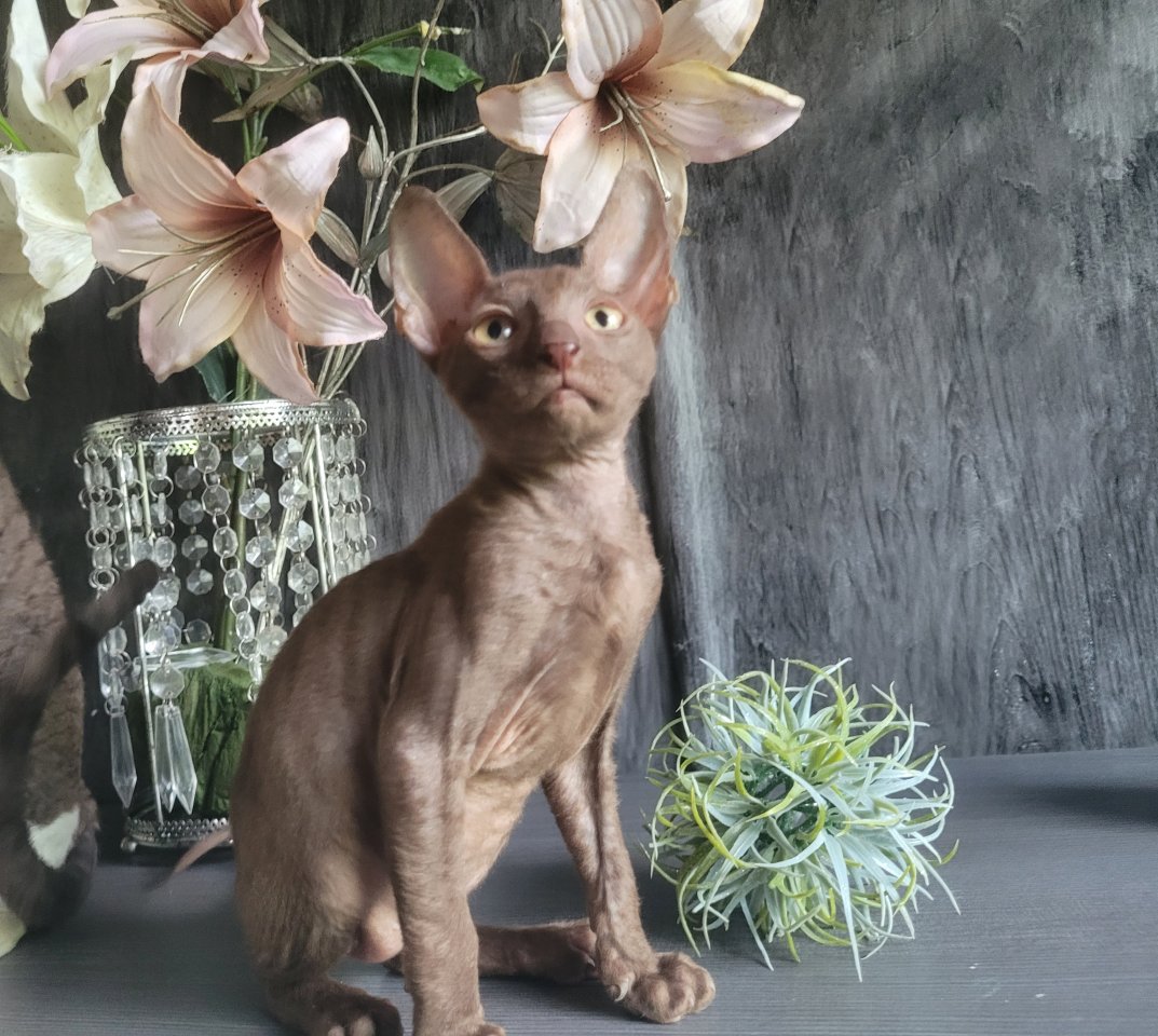 Wunderschönes Cornish Rex Katerchen in chocolate - Katzen Sonstige - Sulzbach-Rosenberg