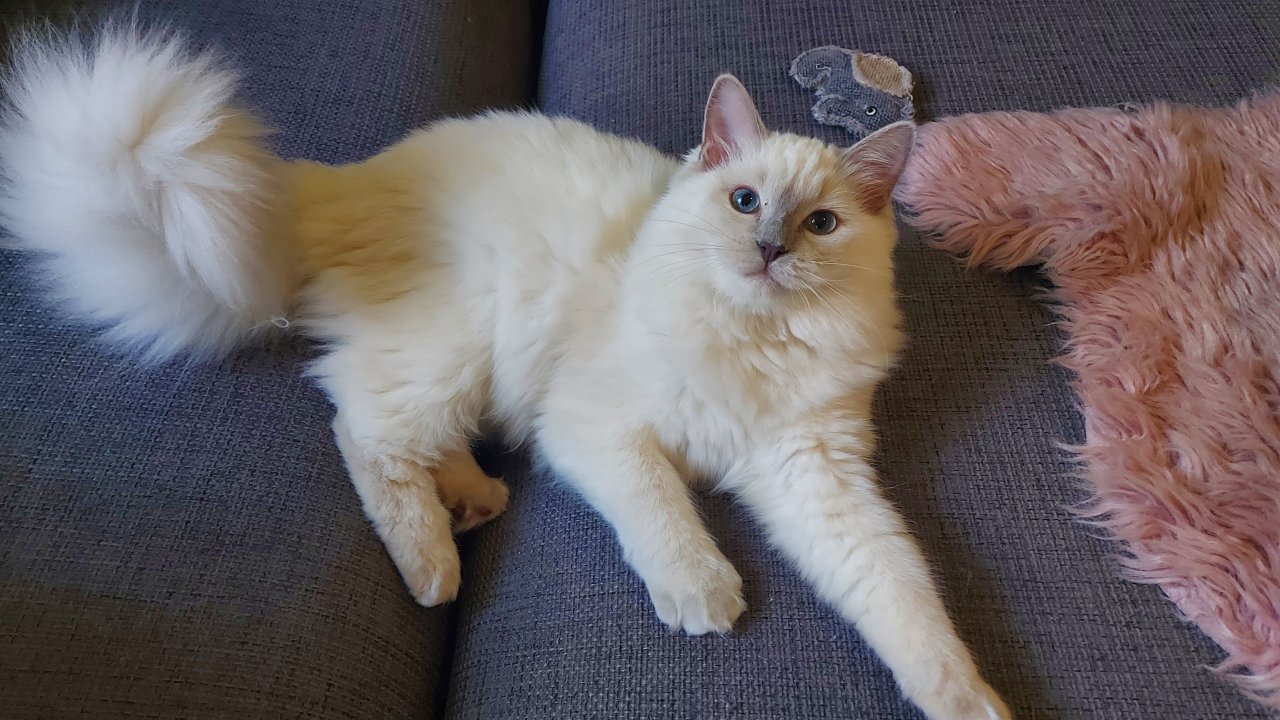 Ragdoll mädchen mit Stammbaum ?? - Ragdoll - Essen