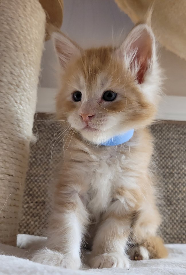 Maine Coon Kitten Katzenbaby Kätzchen Katze Kater Halle Saale Sachsen-Anhalt rot - Maine Coon - Halle