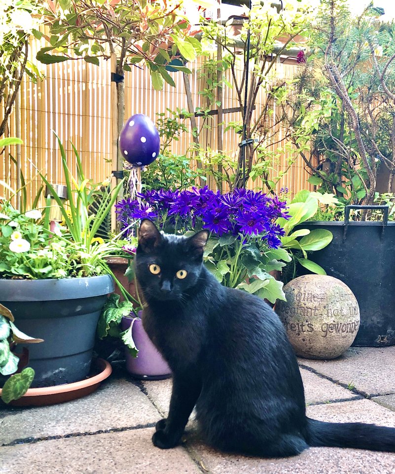 Marla - lieb und verkuschelt - Mischling - Altenhof