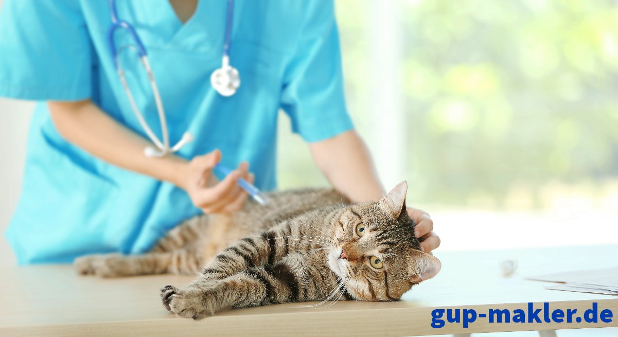 Schütze deine Katze mit unserer Krankenversicherung! - Zubehoer - Berlin