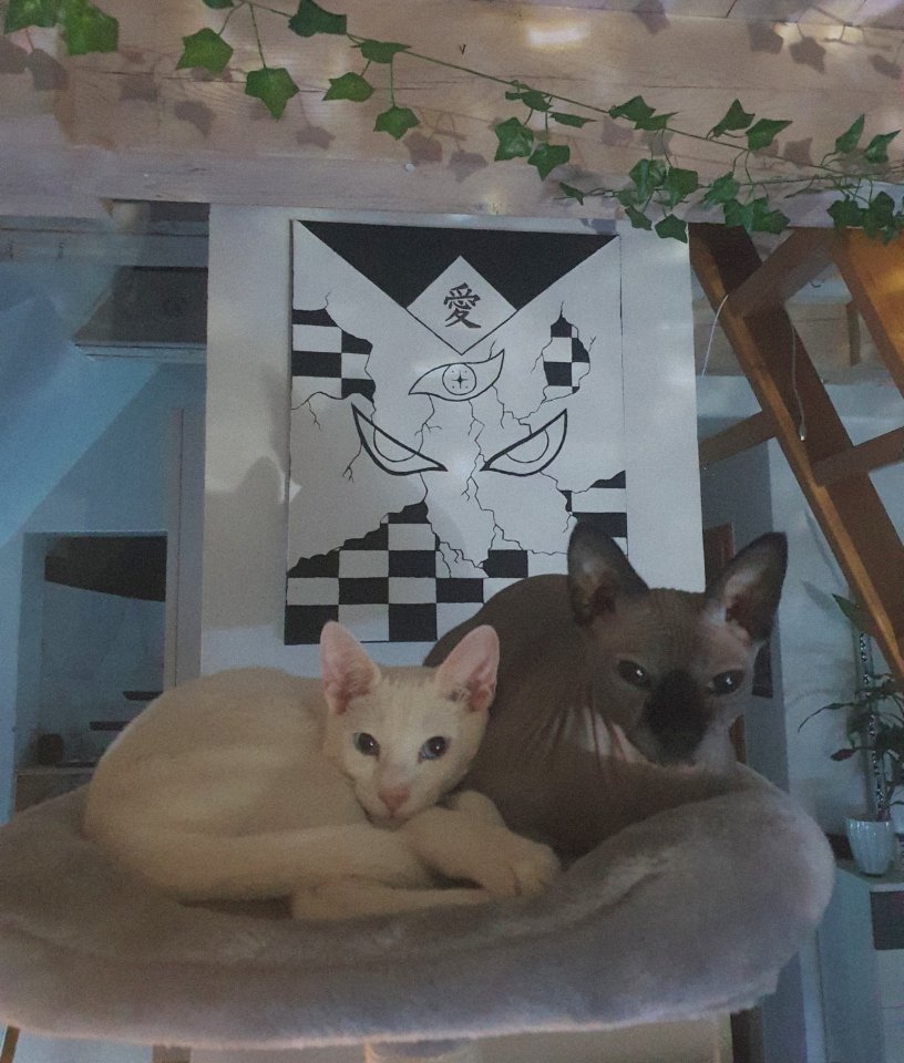 Sphynx Dame & OKH Junge - Sphynx - Amberg