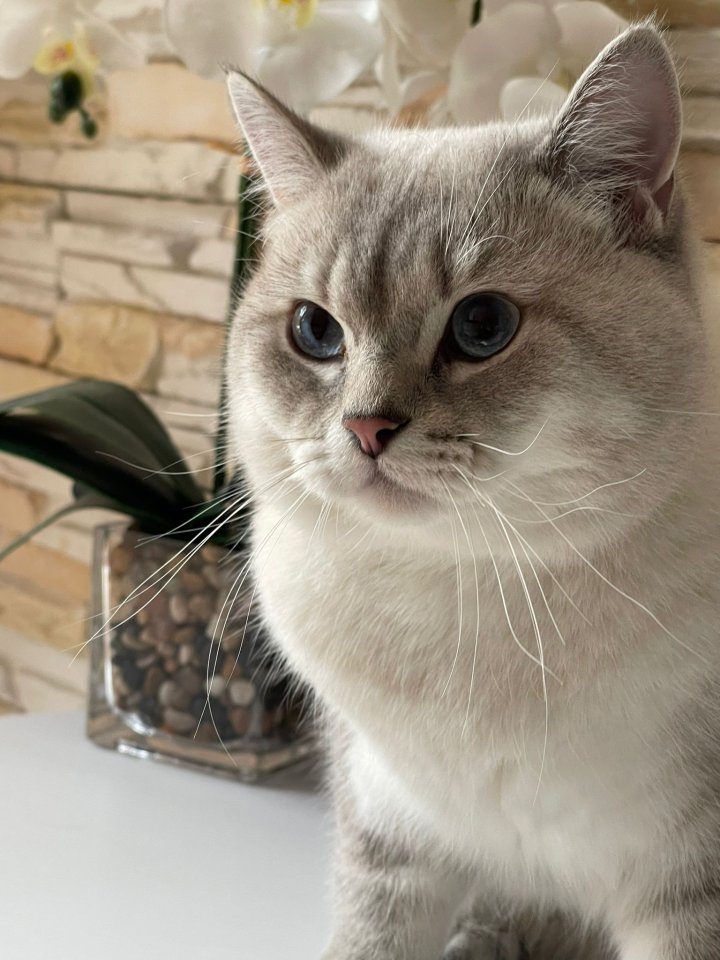 BKH Deckkater mit Stammbaum - Deckkater - Neu Wulmstorf