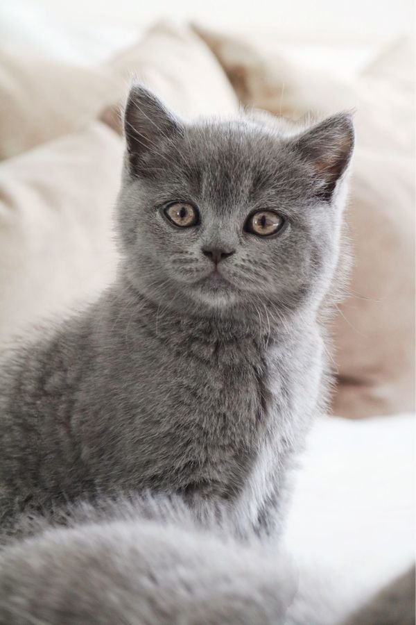Wunderschöne BKH Kitten in der Farbe Blue & Lilac - British Kurzhaar - Plochingen