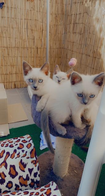Siam Bluepoint Sealpoint Kitten - Siam - Essen