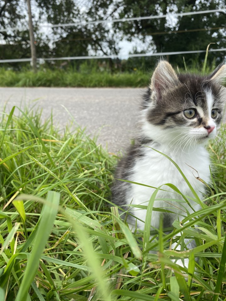 Unsere süßen Katzenbabys suchen ab Ende August ein neues Zuhause mit viel Auslau - Freigaenger - Waldburg