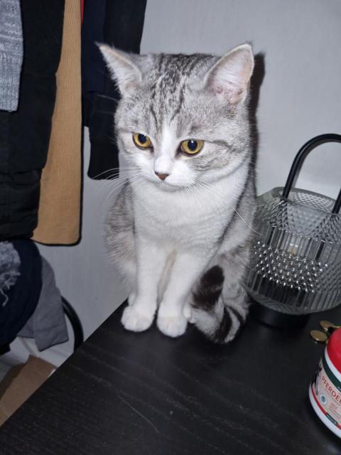 Bkh Mix deckkater  - Deckkater - Herne