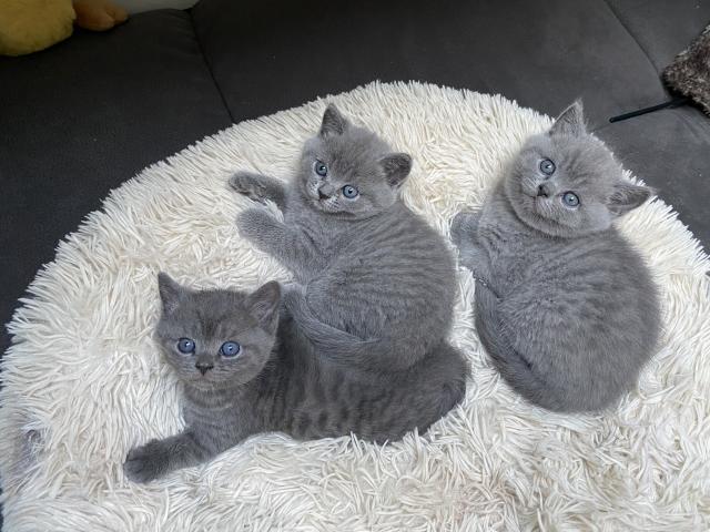 BKH Kitten  - British Kurzhaar - Düren 