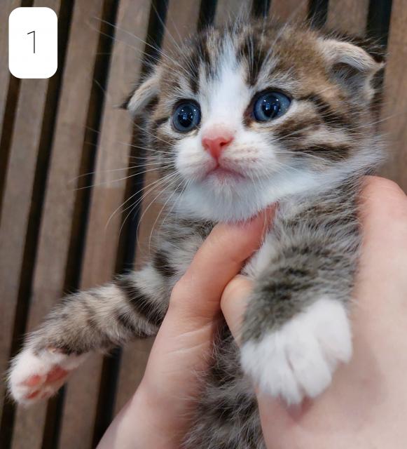 BKH Britisch Kurzhaar Katzen Scottish Fold Kater - Scottish Fold - Castrop-Rauxel 