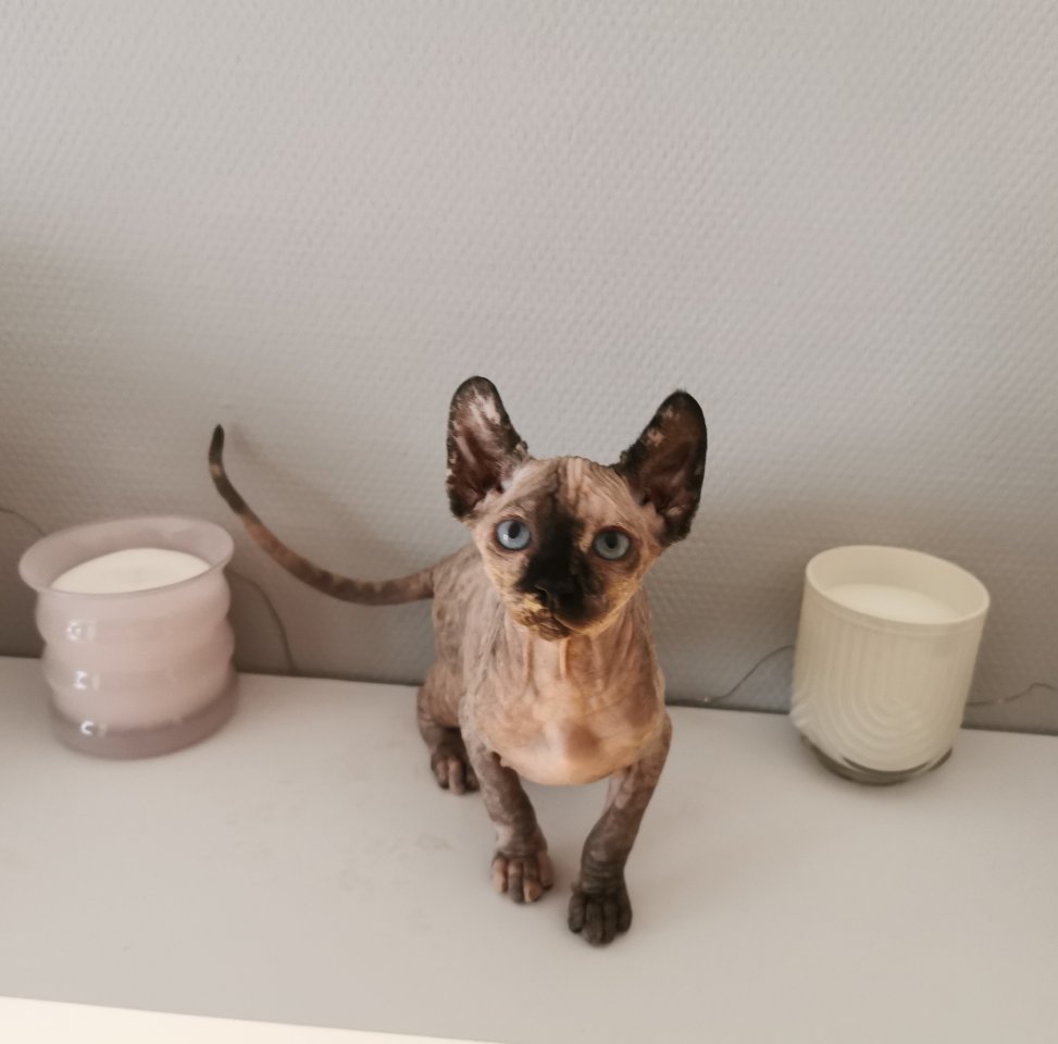 Sphynx Kätzchen zu verkaufen - Sphynx - Hürth