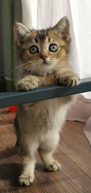 BKH kitten  - British Kurzhaar -  Augsburg.   Zusamaltheim