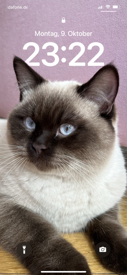 DeckKater Heilige Birma und mix BKH - Deckkater - Göppingen 