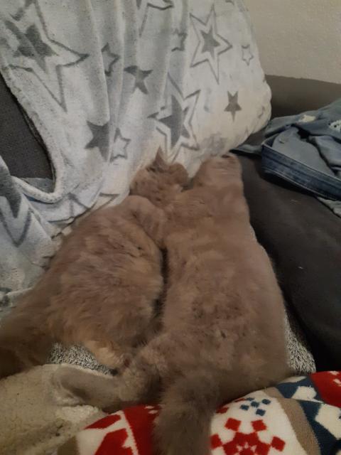 BKh/Perser Kitten, Wurftag 20.07.2021  - Mischling - Berlin 