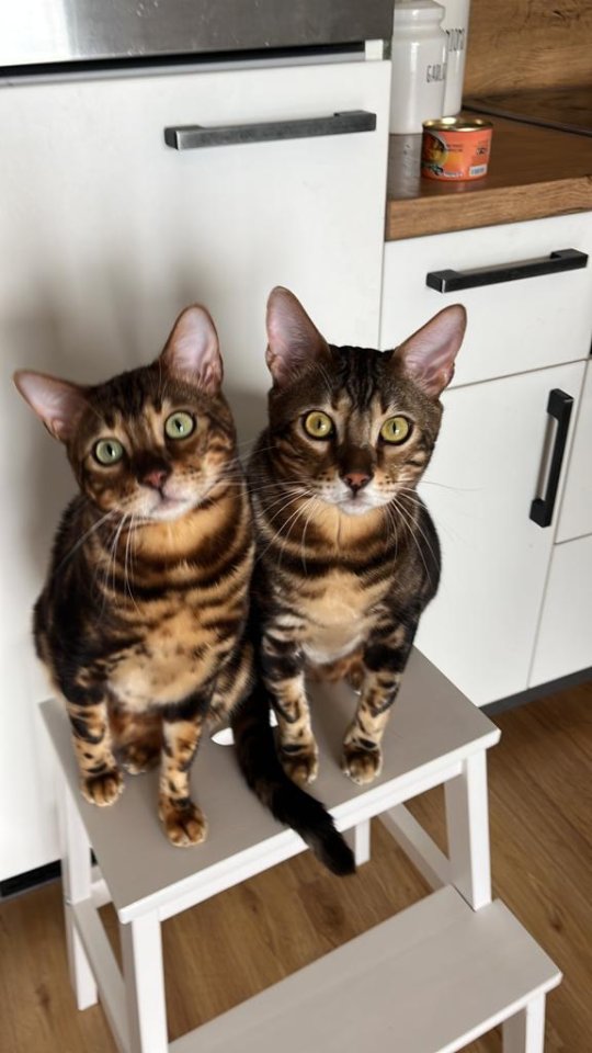 Zwei Bengal Kater (Brüder) abzugeben - Bengal - Weng