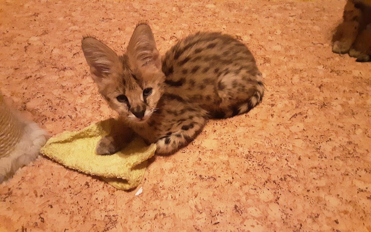 Serval Jungtier reinrassig - Savannah - Johanngeorgenstadt