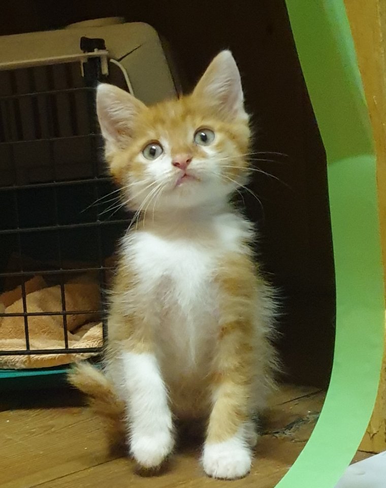 Bildhübsche EKH- Kätzchen und Mama - Hauskatzen - Leutkirch im Allgäu