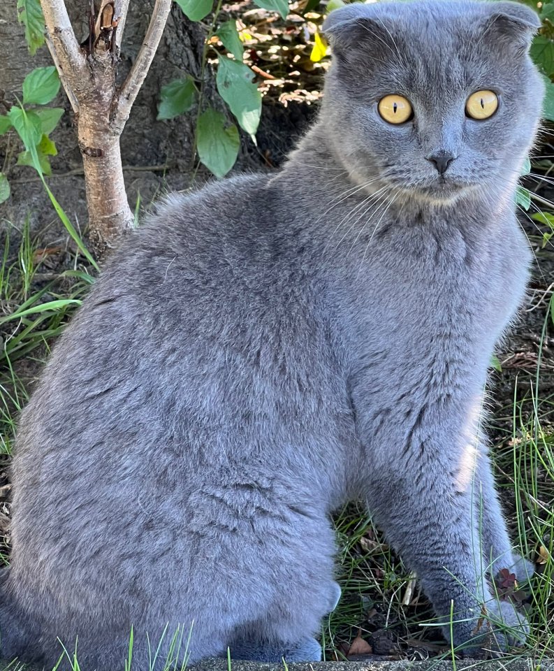 // Liebevolles Paar sucht eine neues Zuhause // - Hauskatzen - Kutzenhausen