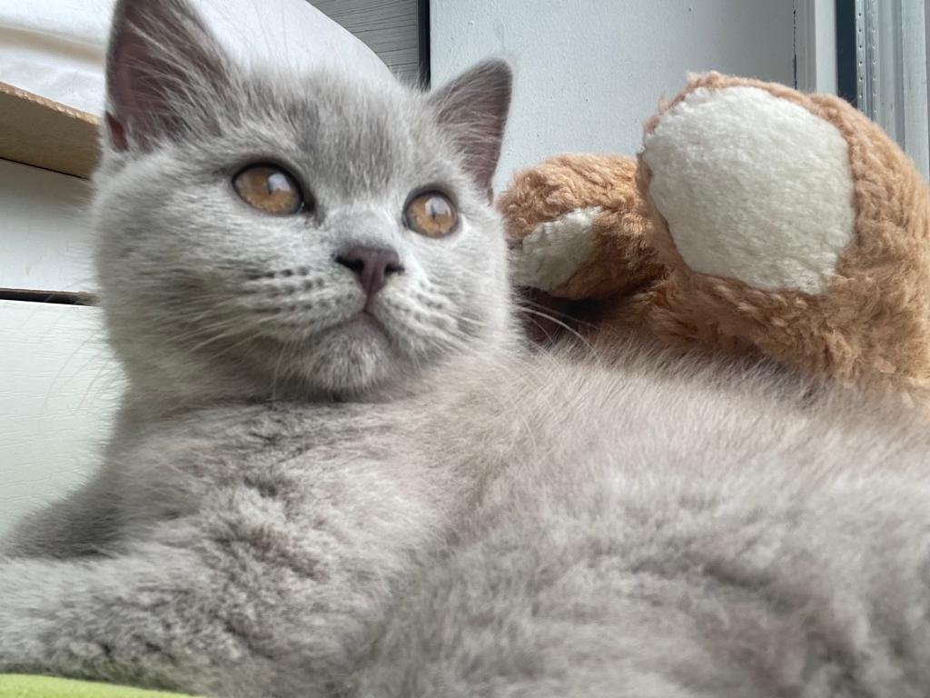 Bkh 15 wochen weibchen - British Kurzhaar - Bremen