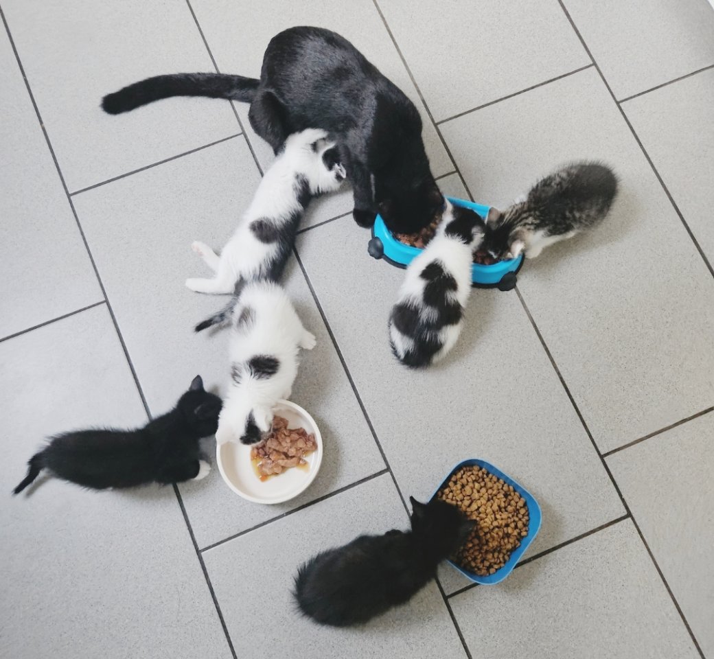 Kitten suchen ab sofort schönes zu Hause - Hauskatzen - Völklingen