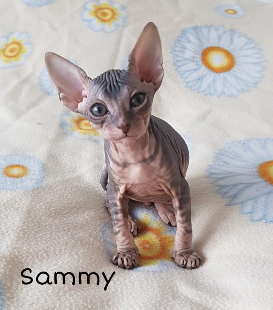 Sphynx Baby mit Stammbaum sucht ein neuen zu Hause  - Sphynx - Nieheim