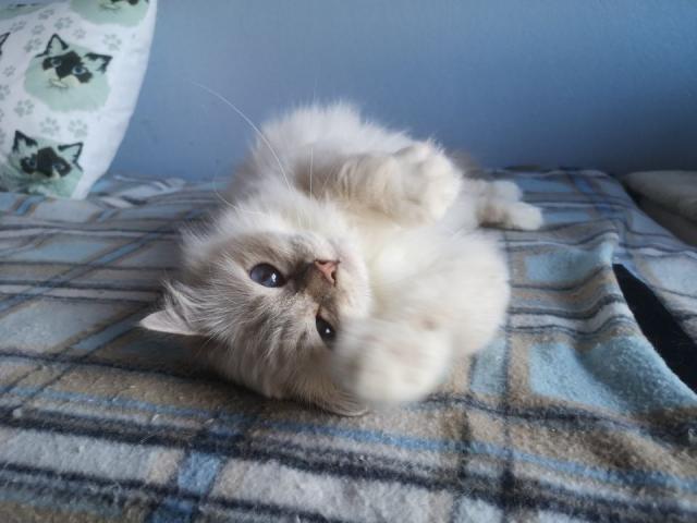 Heilige Birma Katze lilac-tabby-point - Birma - Egolding