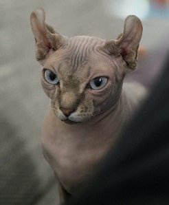 Sphynx Katze Weibchen - Sphynx - Mauerstetten