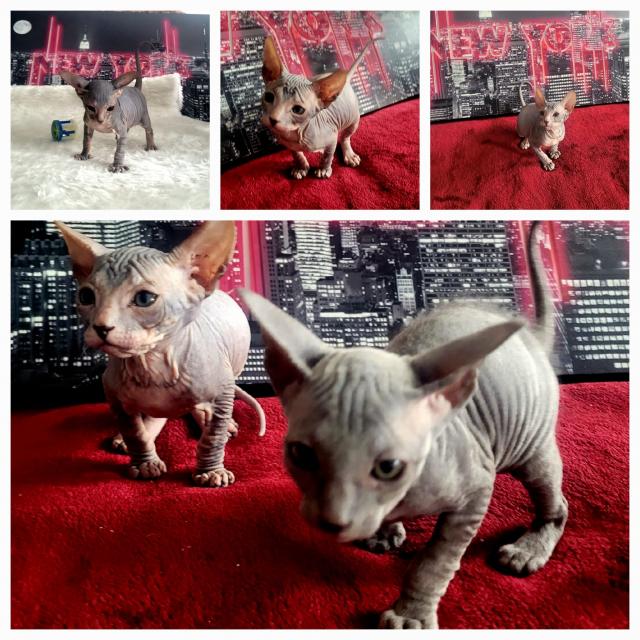 Don Sphinx Kitten  - Sphynx - Remscheid 