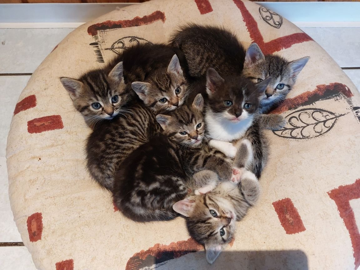 Mischlingskitten Weiblich - Mischling - Sassenburg