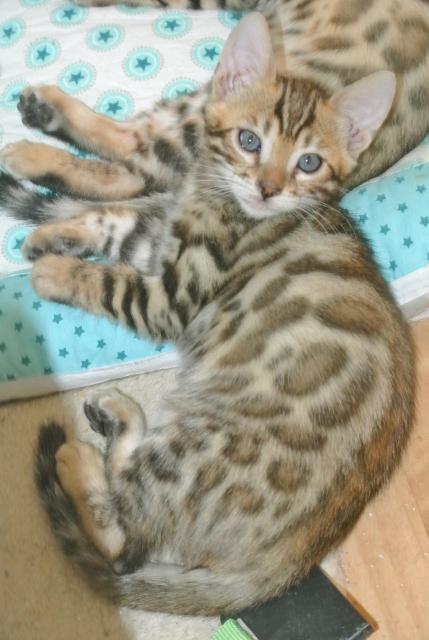 Bengalkatzen, Bengalen, Kätzchen, Katzen, Kitten, Katzenbabys, Tiere, Rassekatze - Bengal - Cottbus