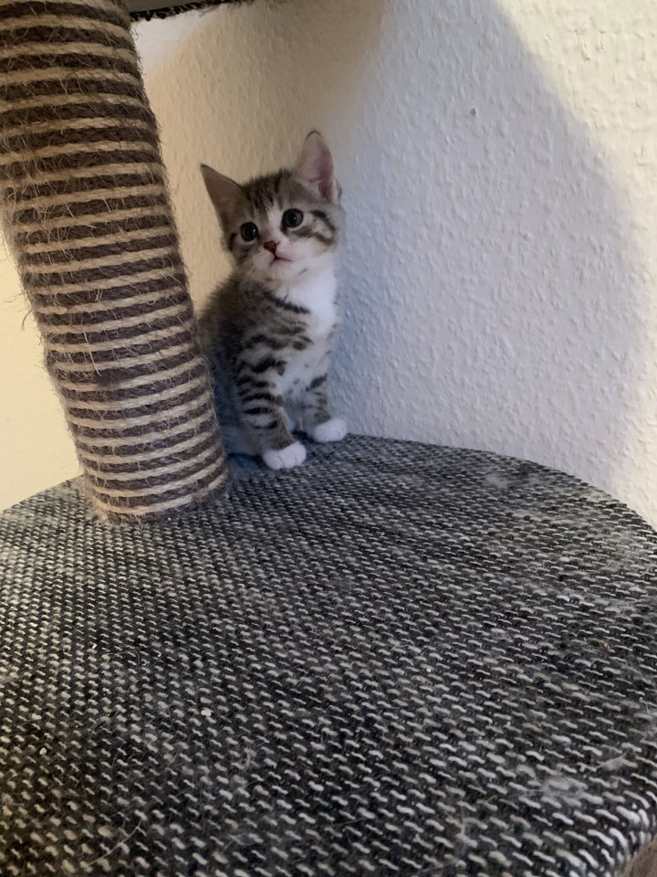 Kleines Bkh Mix Katerchen sucht zu Hause - Mischling - Plauen