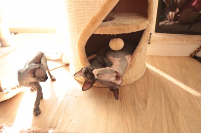 Sphynxbaby - Sphynx - Baden-Württemberg - Baden-Baden