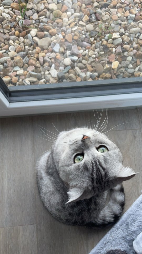 Zwei liebevolle BKH-Mix Katzen - British Kurzhaar - Wistedt