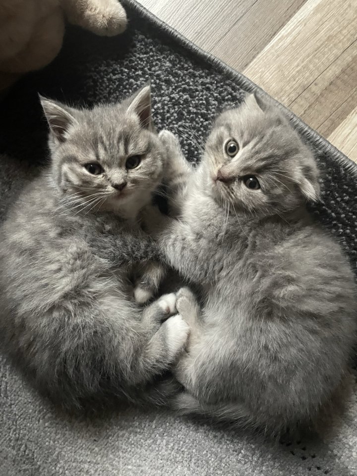 1 BKH Kitten Mädchen VB - British Kurzhaar - Brohl-Lützing