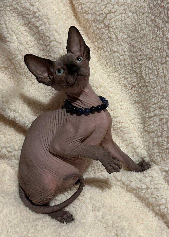 Kanadische Sphynx Kitten - Sphynx - Euskirchen