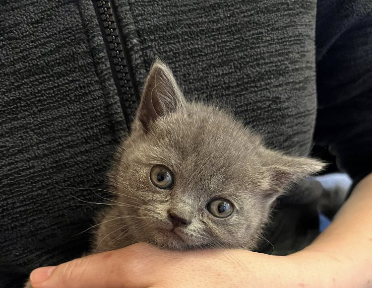 BKH reinrassige Kitten in Blue mit Stammbaum - British Kurzhaar - Waldbröl