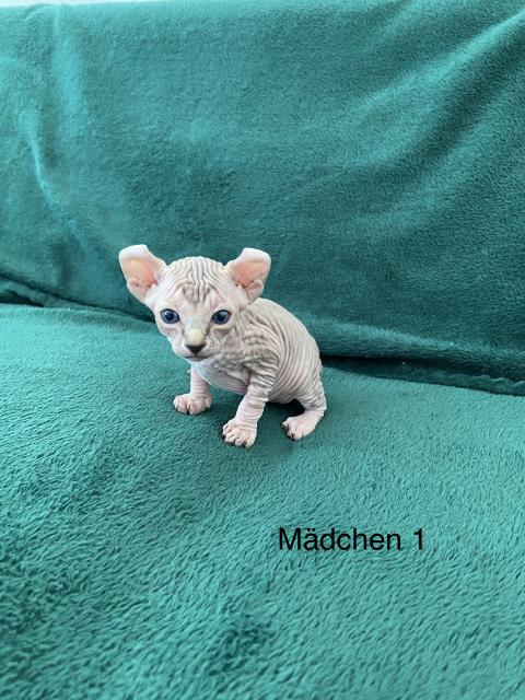 Süße Canadian Sphynx Kitten  - Sphynx - Braunschweig