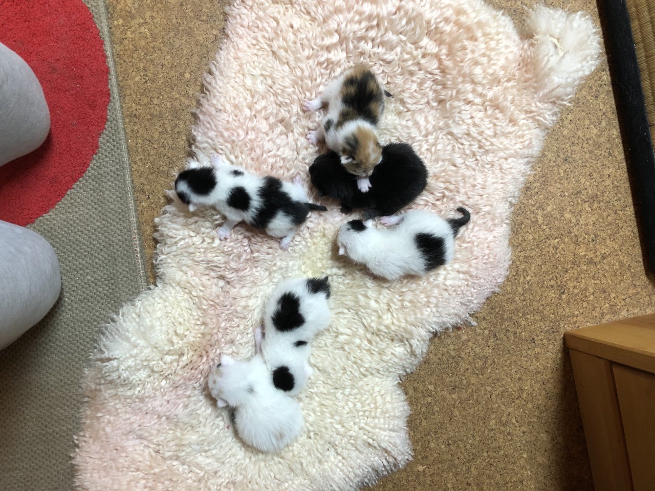 Bezaubernde Katzenbabies - Hauskatzen - Weilerbach