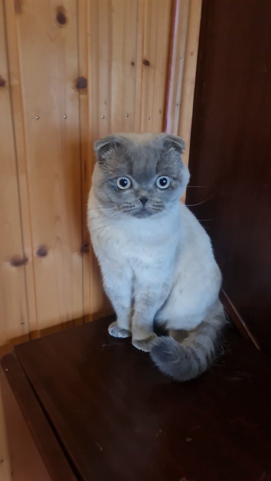 Schottische faltohrkatze - Scottish Fold - Vechta