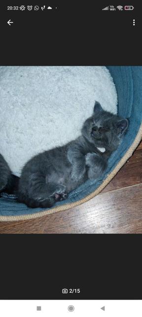 Wunderschöne Bkh kitten suchen neue Dosenöffner  - British Kurzhaar - Dortmund